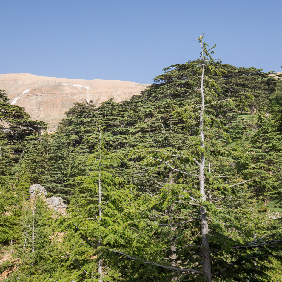 Lebanon forest